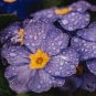Evening Primrose Zebra Blue Evening Primrose Bonsai 200 Seeds