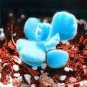Rare Mini Blue lithops Plant Succulent Flores  80 Seeds