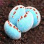 Rare Mini Blue lithops Plant Succulent Flores  80 Seeds