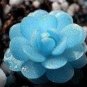 Rare Mini Blue lithops Plant Succulent Flores  80 Seeds
