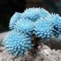 Rare Mini Blue lithops Plant Succulent Flores  80 Seeds