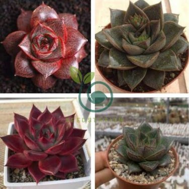 Echeveria purpusorum Seeds Red Succulent 20 Seeds