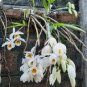 Rare Plants Neofinetia Falcata Bonsai Rich Aroma Bonsai Flower Plant 200 seeds