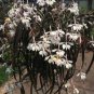 Rare Plants Neofinetia Falcata Bonsai Rich Aroma Bonsai Flower Plant 200 seeds