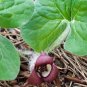 Wild Ginger 100 Seeds