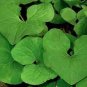 Wild Ginger 100 Seeds