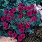 Geranium Macrorrhizum Dark Red Flower 20 Seeds