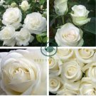 Rose Purely White European Flower 100 Seeds