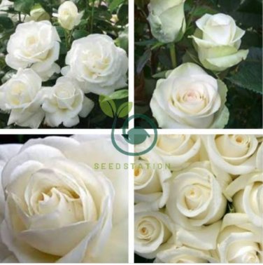 Rose Purely White European Flower 100 Seeds