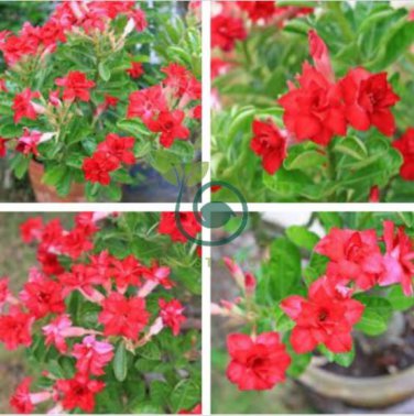 Fresh Red Adenium Desert Rose 4 Seeds