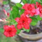 Fresh Red Adenium Desert Rose 4 Seeds