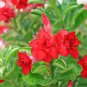 Fresh Red Adenium Desert Rose 4 Seeds