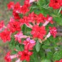 Fresh Red Adenium Desert Rose 4 Seeds