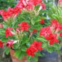 Fresh Red Adenium Desert Rose 4 Seeds