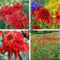 'Hot papaya' Echinacea Fire Red Bonsai Coneflower 200 Seeds