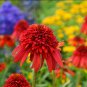 'Hot papaya' Echinacea Fire Red Bonsai Coneflower 200 Seeds