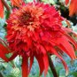 'Hot papaya' Echinacea Fire Red Bonsai Coneflower 200 Seeds