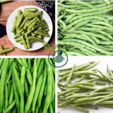 Green Kidney Bean Organic Vegetable 50 Seeds