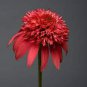 Double Scoop 'Orangeberry' Echinacea 200 Seeds
