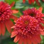 Double Scoop 'Orangeberry' Echinacea 200 Seeds