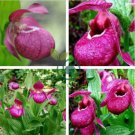 Cypripedium Macranthos Fairy Slipper Orchid 200 Seeds