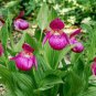 Cypripedium Macranthos Fairy Slipper Orchid 200 Seeds