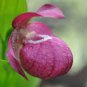 Cypripedium Macranthos Fairy Slipper Orchid 200 Seeds