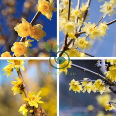 Chinese Flower Yellow Fragrant Winterseet Chimonanthus Praecox 16 Seeds
