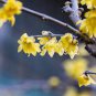Chinese Flower Yellow Fragrant Winterseet Chimonanthus Praecox 16 Seeds
