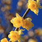 Chinese Flower Yellow Fragrant Winterseet Chimonanthus Praecox 16 Seeds