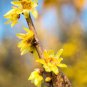 Chinese Flower Yellow Fragrant Winterseet Chimonanthus Praecox 16 Seeds