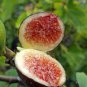 Giant Purple Ficus carica Fig Shrubs 12 Seeds