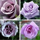 The Rare Light Purple Rose with Three Spirals Perennial Flower 40 Seeds