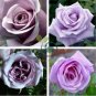The Rare Light Purple Rose with Three Spirals Perennial Flower 40 Seeds