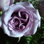 The Rare Light Purple Rose with Three Spirals Perennial Flower 40 Seeds
