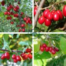 Cornelian Cherry 20 Seeds