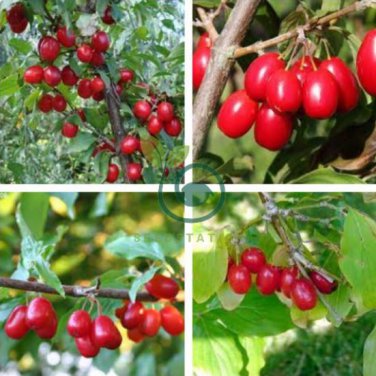 Cornelian Cherry 20 Seeds