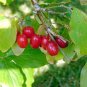 Cornelian Cherry 20 Seeds