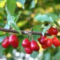 Cornelian Cherry 20 Seeds