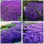 Rainbow Creeping Thyme Plants Blue Rock 400 Seeds
