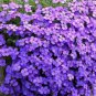 Rainbow Creeping Thyme Plants Blue Rock 400 Seeds