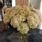 Genuine Climbing White Hydrangea Flores Hydrangea Flowers plantas Wedding Flowers 40 Seeds