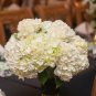Genuine Climbing White Hydrangea Flores Hydrangea Flowers plantas Wedding Flowers 40 Seeds
