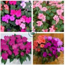 Balsam Flower Bonsai Impatiens Balsamina Bonsai Flower 200  Seeds