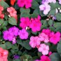 Balsam Flower Bonsai Impatiens Balsamina Bonsai Flower 200  Seeds