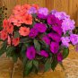 Balsam Flower Bonsai Impatiens Balsamina Bonsai Flower 200  Seeds