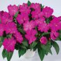 Balsam Flower Bonsai Impatiens Balsamina Bonsai Flower 200  Seeds