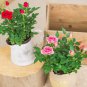 Mini Rose Bonsai Miniature 200  Seeds
