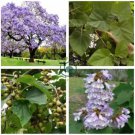 Chinese Royal Paulownia Fast Growing Princess Tree Kiri 2000  Seeds