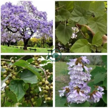 Chinese Royal Paulownia Fast Growing Princess Tree Kiri 2000  Seeds